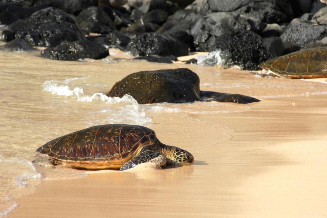 Kaleialoha 213 Villa Lahaina Ngoại thất bức ảnh